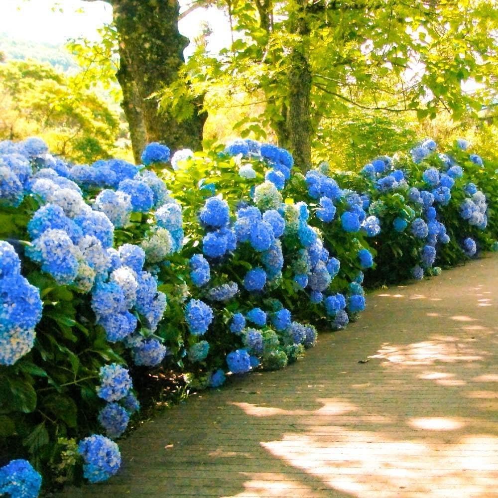 Hydrangea Nikko Blue | 2 Extra Large Trade 3 Gallon Plants | Hydrangea macrophylla | Vibrant Bloom Color | Garden Favorite