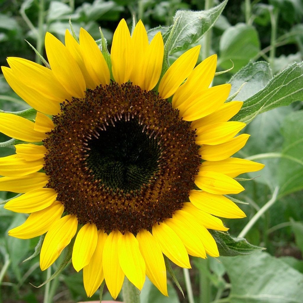 Hopi Black Dye Sunflower Seeds (Helianthus annuus) Packet of 10 Seeds