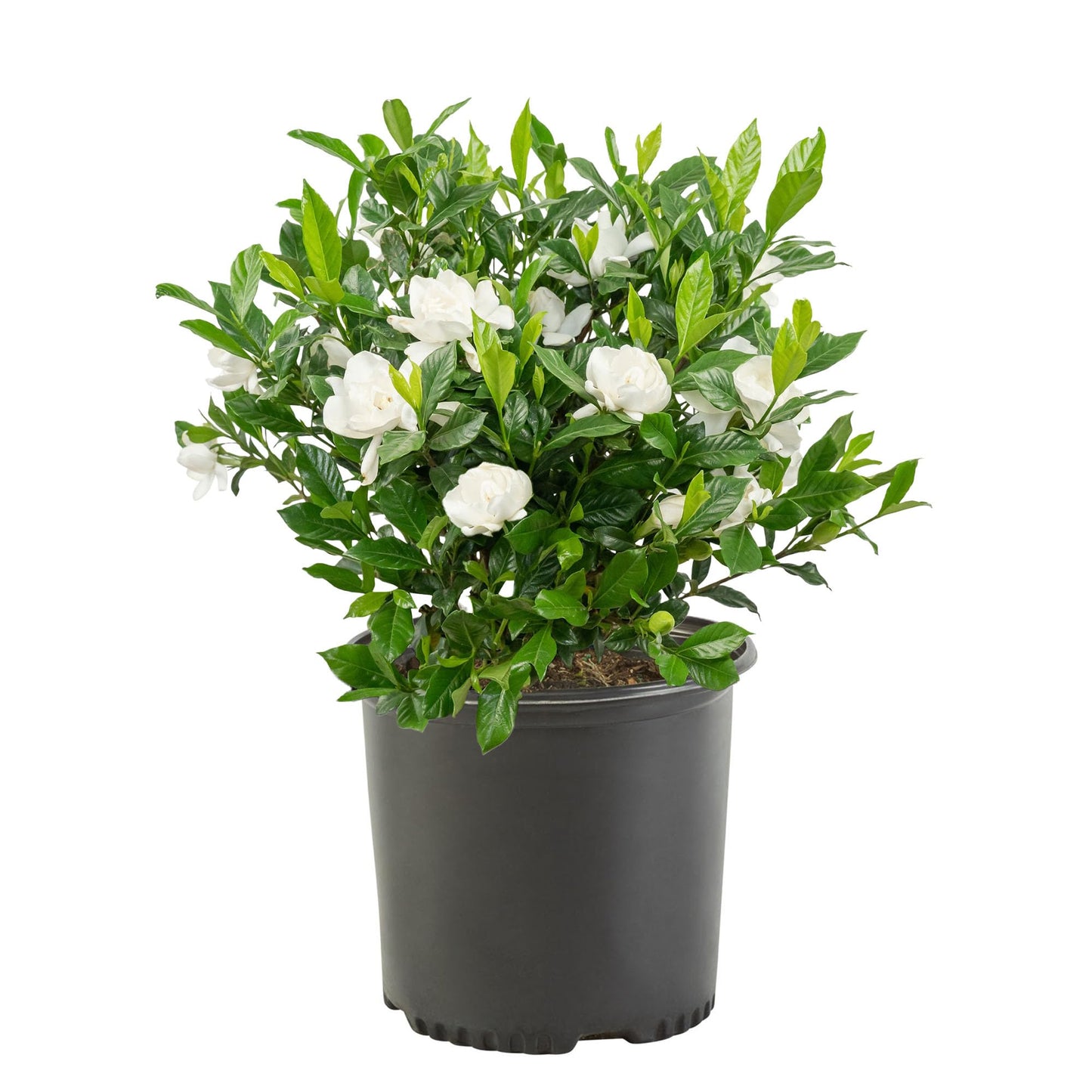 Gardenia 3 Gal. August Beauty Gardenia Shrub
