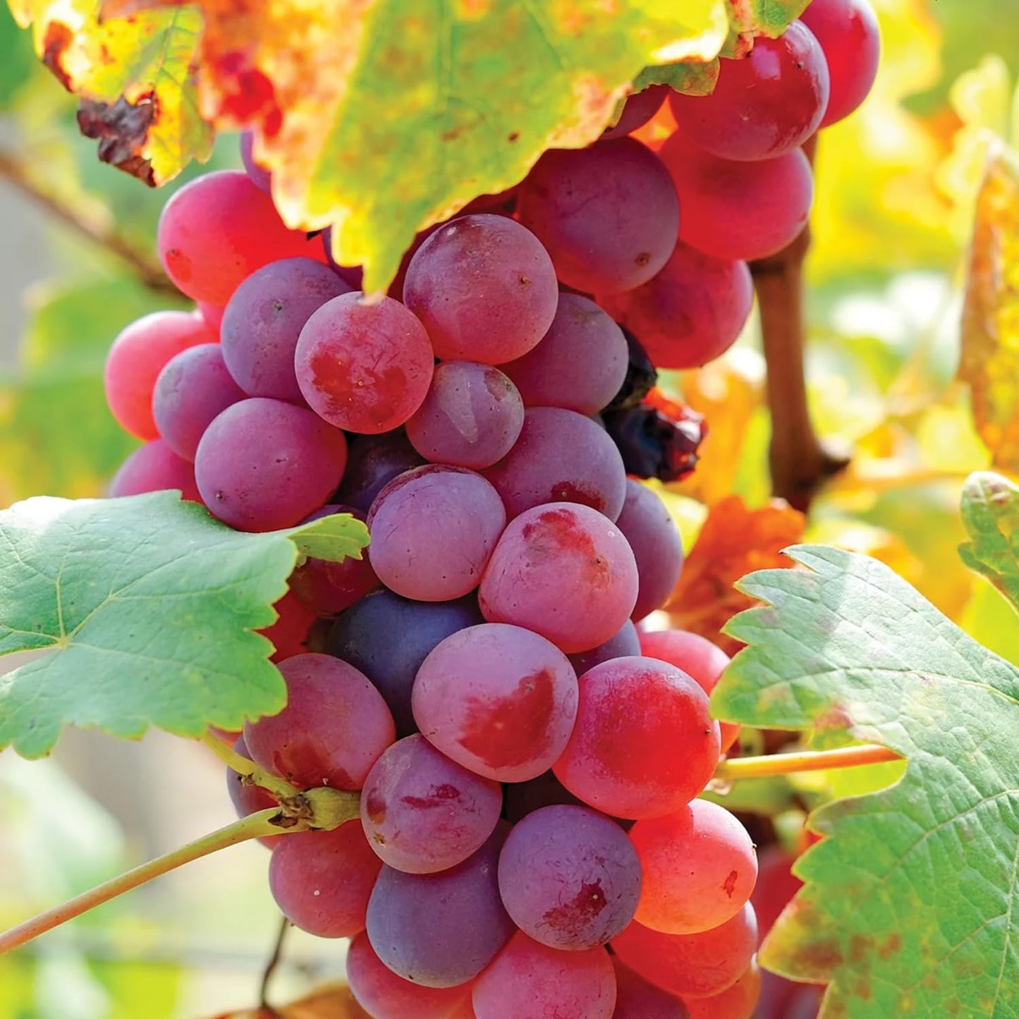 Red Grape Vine Plant Live for Planting 1 to 2 Years Old, Bunch Grape Plant Live Grape Tree, Grape Fruit Tree for Planting