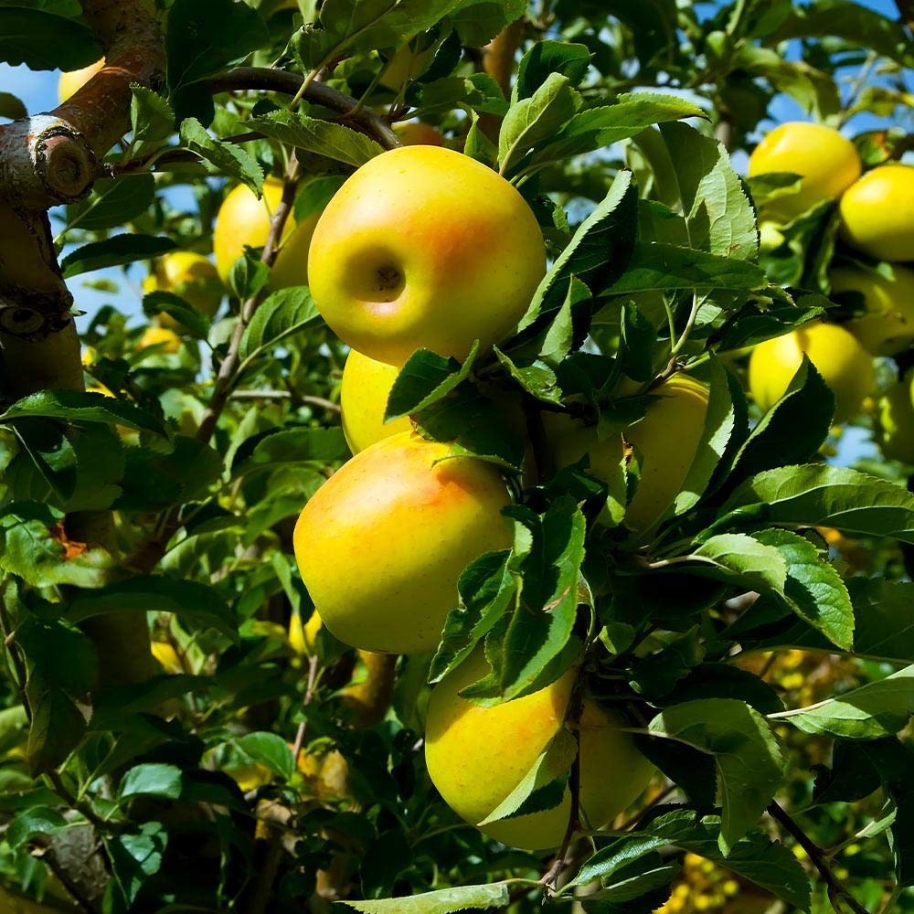 Brighter Blooms - Golden Delicious Apple Tree, 4-5 ft. - No Shipping to AK, AZ, CA, HI, ID, OR, WA