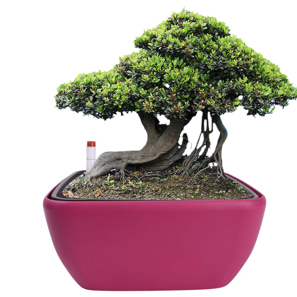 Vencer 10.8 Inch Plastic Square Self Watering Planter,Water Indicator,Ceramsite,Modern Decorative Planter Pot for All House Plants Flowers,Herbs,Vegetables,Tropical,Rose Red,VF-049R