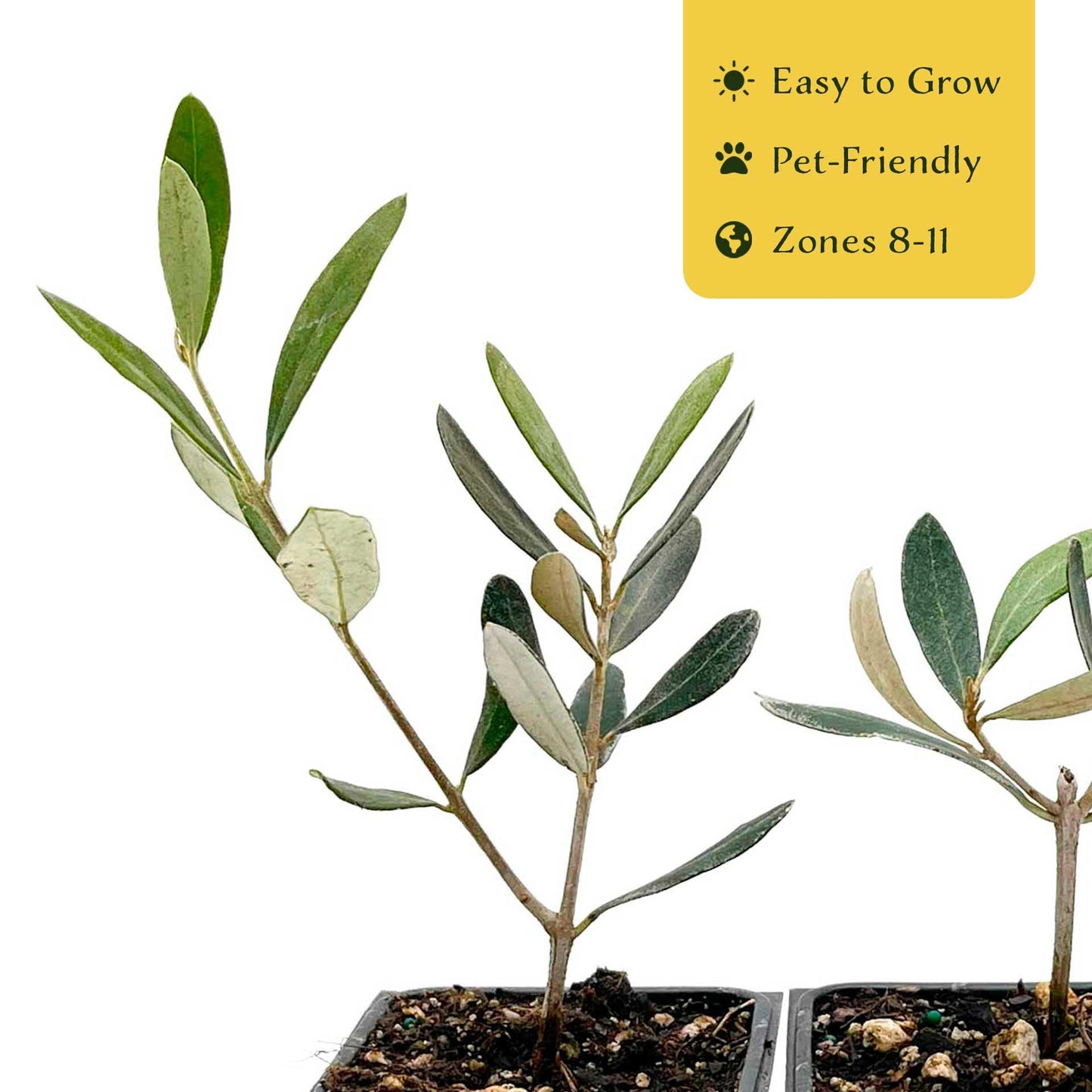 6 Mission Olive Tree Saplings – Edible Fruiting Evergreen Tree for Patio, Container, Indoor & Outdoor Growing, Mediterranean Culinary Olive (Olea europaea ‘Mission’) in 3.5″ Cubes, Live Plants