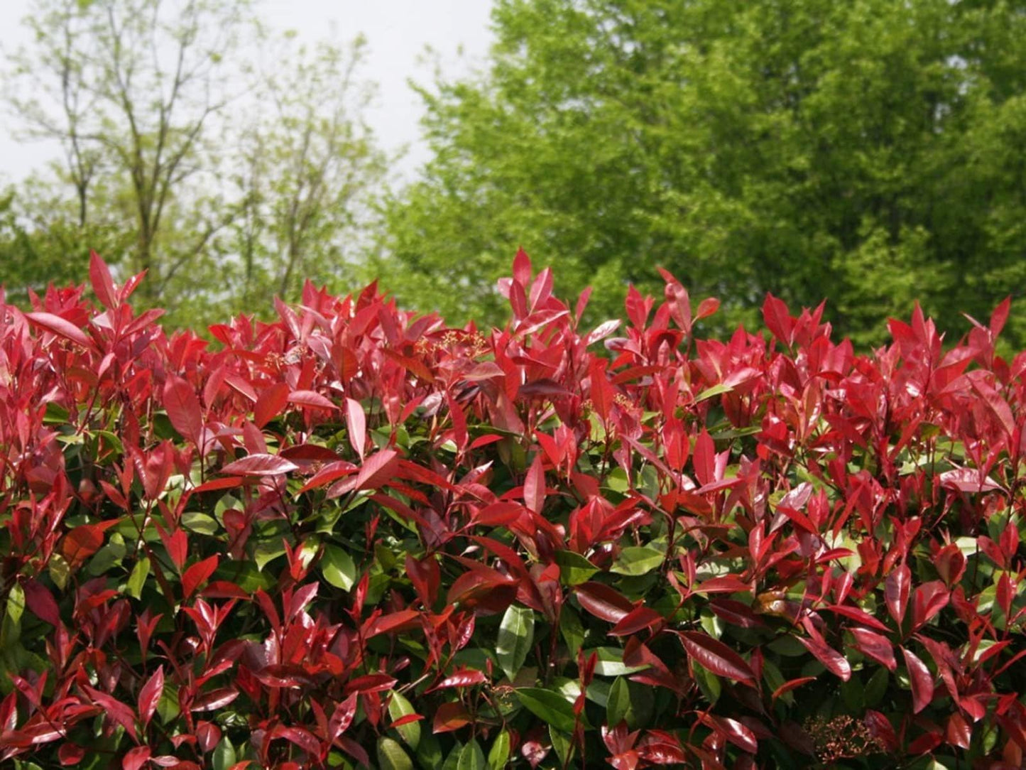 Photinia Red Tip | 1 Large Trade Gallon Size Plant | Photinia x Fraseri | Evergreen Landscape Hedge Shrub