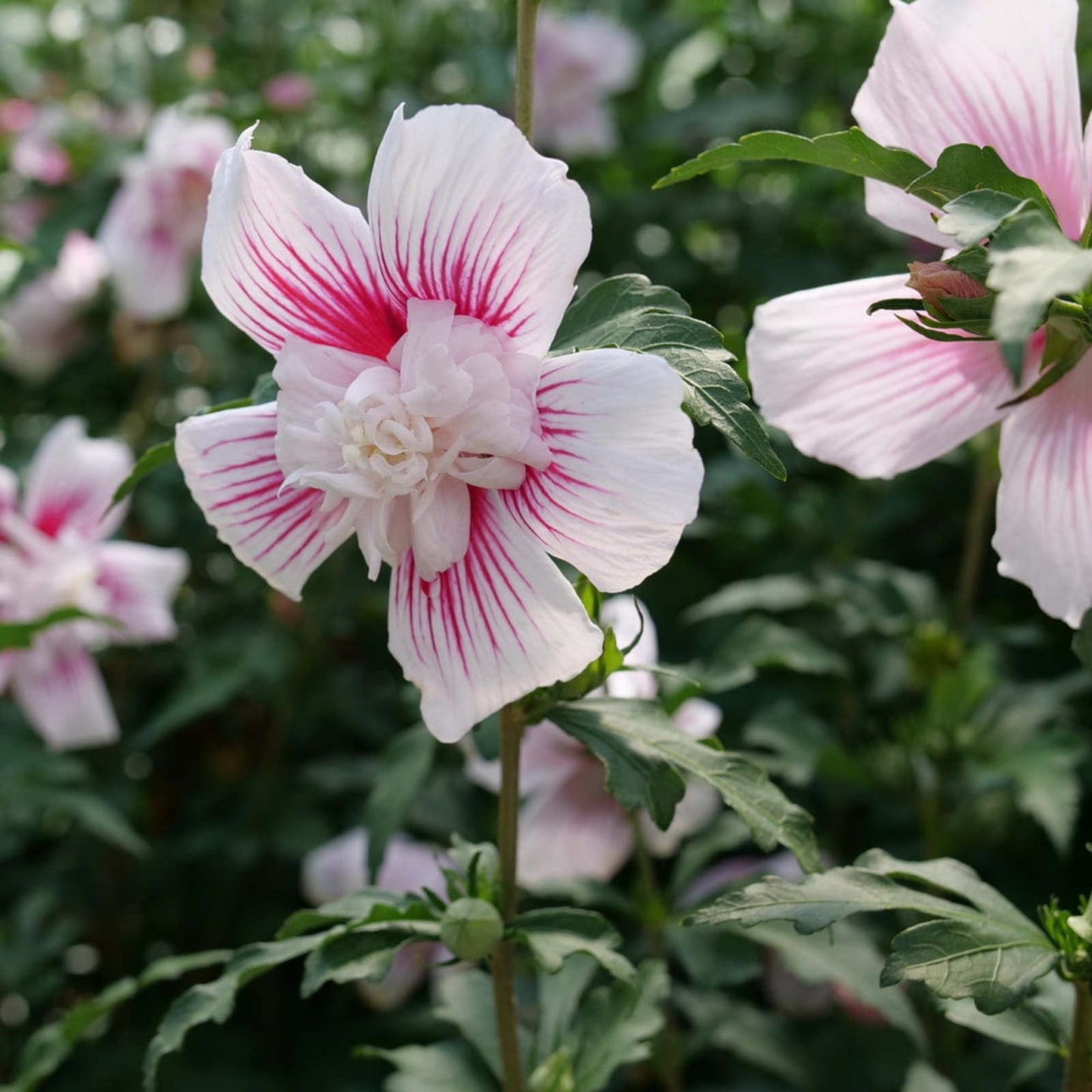 Proven Winners Starblast Chiffon Rose of Sharon (Hibiscus syriacus) Live Plant, 4.5" Qt, 4 Pack