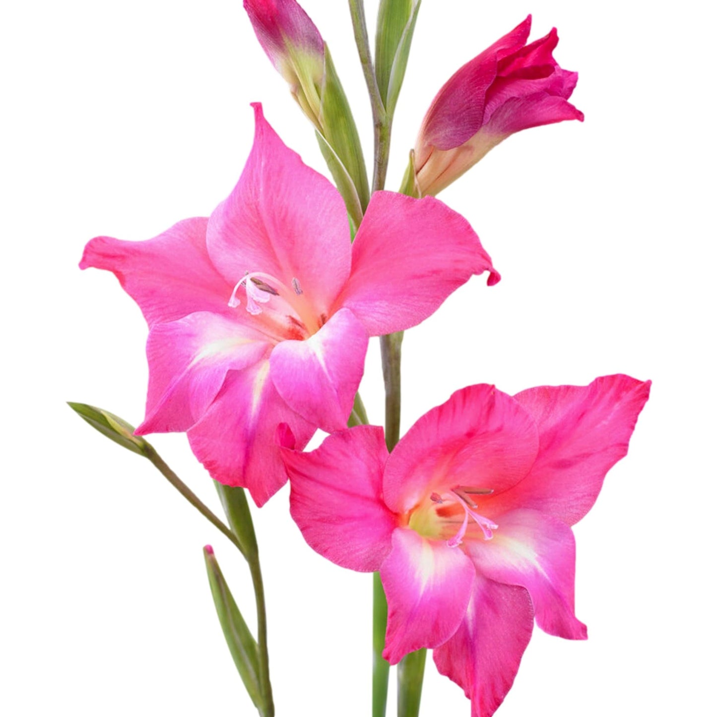 Easy to Grow Hardy Gladiolus Charm 10 Bulbs - Bright Pink Flowers Bloom in Spring to Summer Sun