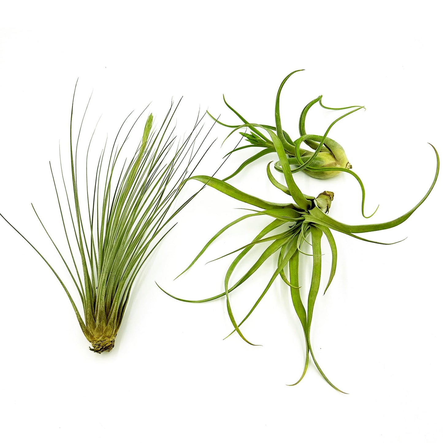 ragnaroc Air Plants - Tillandsia Variety Pack, Jumbo 5-9" - 3ct - Live Arrival Guaranteed - House Plants for Home Decor & Gift