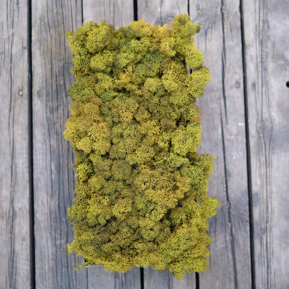 Prefleur Preserved Reindeer Craft Moss Natural DIY Kit Gardenning Art Wall Olive Green Florist Easter Table Decor Wedding(0.85lb)(Green-11)