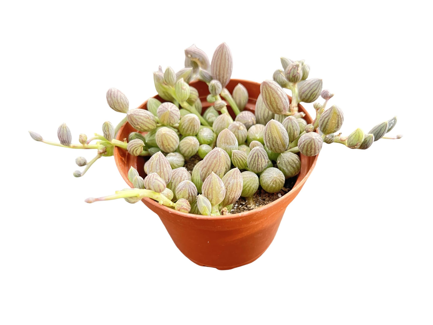 String of Watermelons, Live Trailing Succulent Fully Rooted in 4" Pots with Soil Mix, Rare House Plant for Home Office Wedding Hanging Decoration, DIY Projects, Party Favor