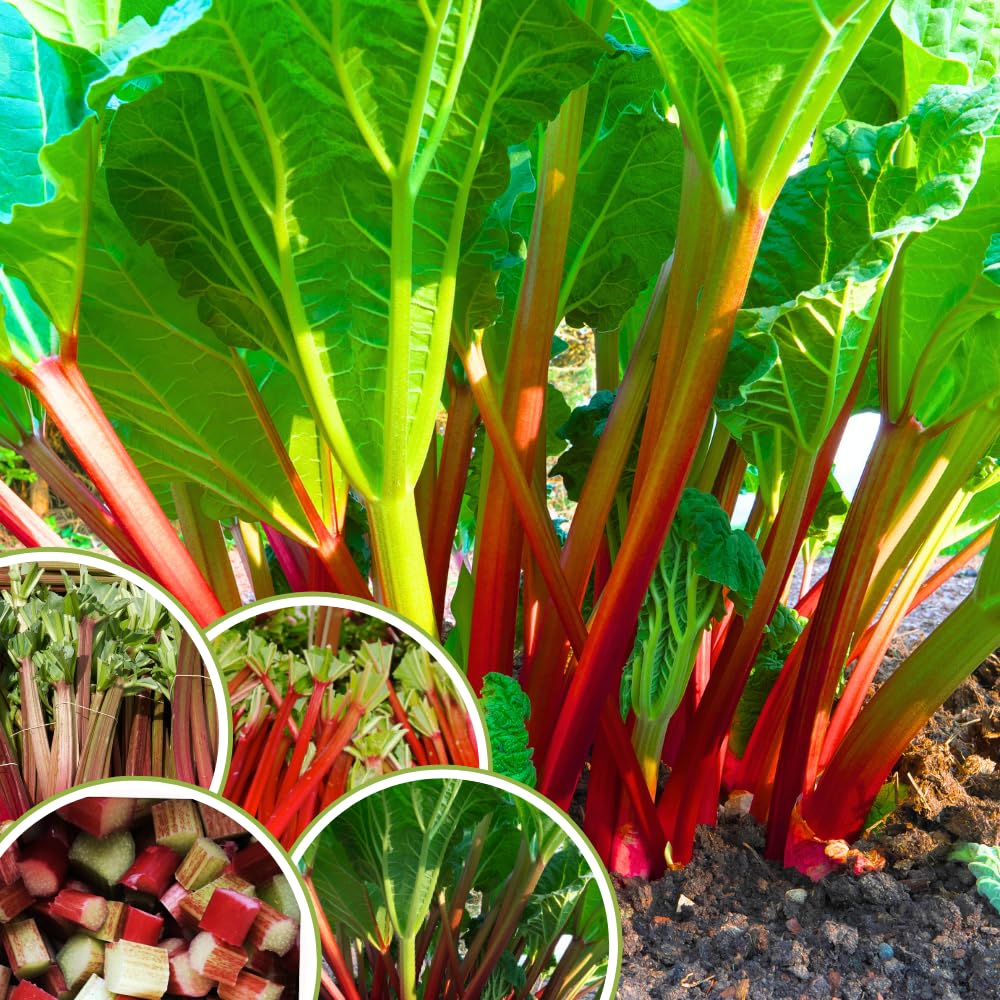 Pack 5 Rhubarb Crowns Extra Large (XL Size) Fast-Growing, Rhubarb Root Division Plant, High Yield, Rich Flavor, Red Stalks