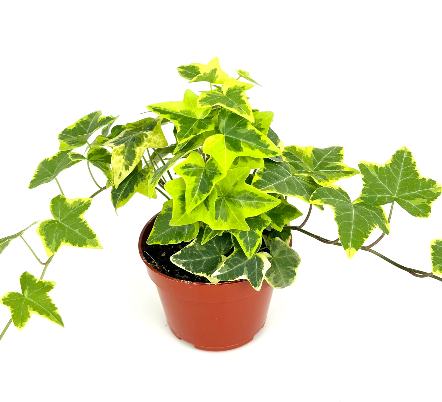 Ivy Gold Child Hedera Helix Easy Houseplants, 4" Pot