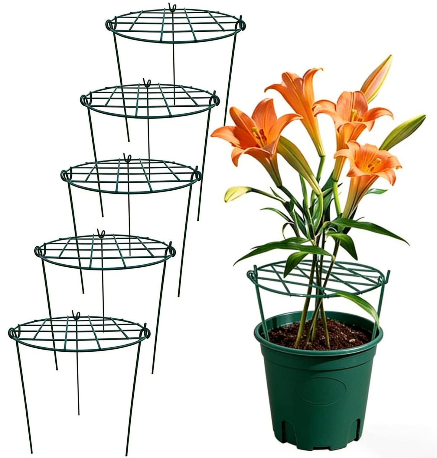 MTB Supply 5 Pack 16 x 24 inch Peony Cages,Grow Through Plant Support Stakes, Flower Support Hoops Heavy Plants Brace Rings