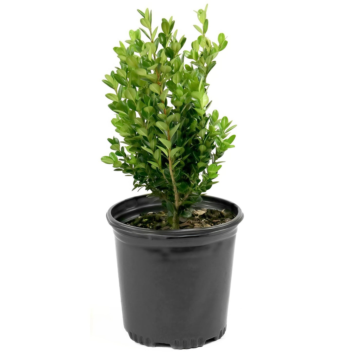 Wintergreen Boxwood Live Evergreen Shrub – Dense Green Foliage Grows Upto 4 ft in 1 Gal Grower Container – Easy-Prune Landscape Plant for Borders, Hedges & English Gardens, USDA Zones 4–9, 1-Pack