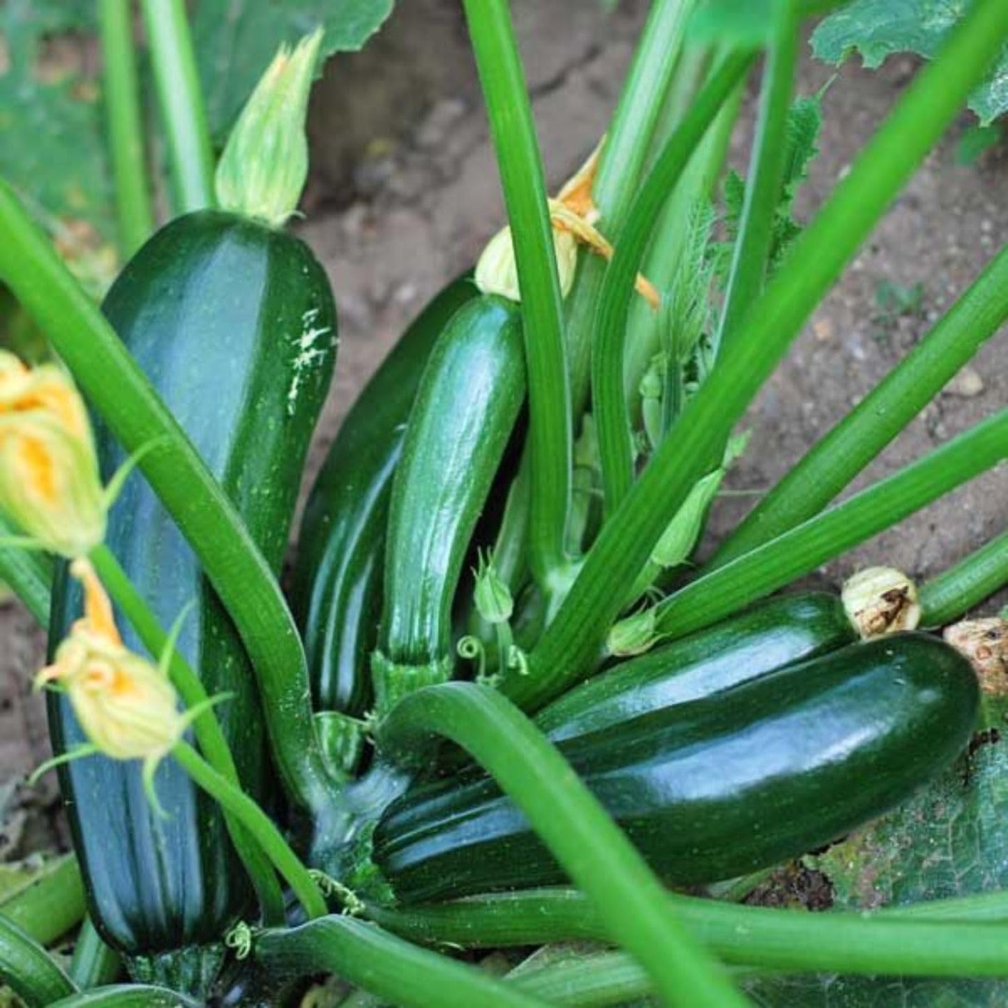 2 Zucchini Plants Live Seedlings, 4 Inches Pot, Live Squash Plants from 3 to 6 Inches Tall
