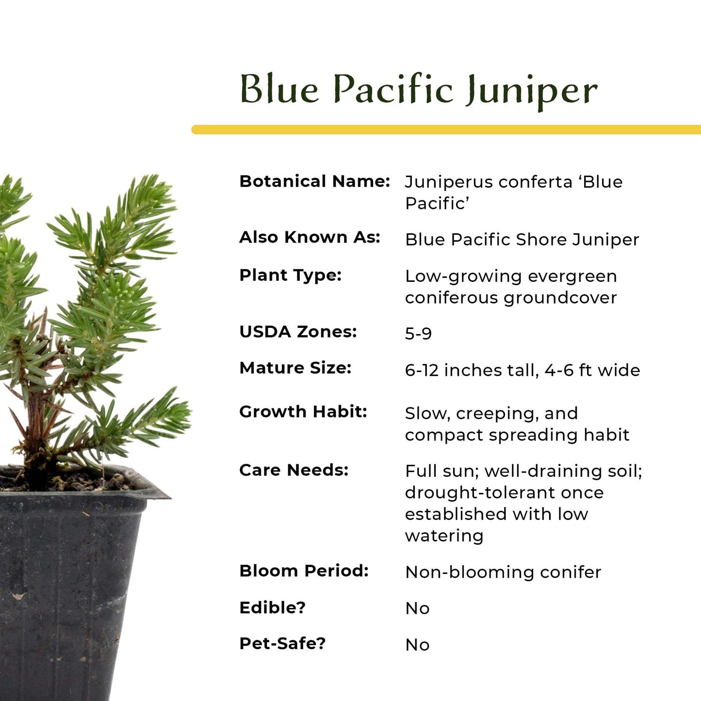 4 Blue Pacific Juniper in 3.5” Nursery Cubes (Juniperus conferta ‘Blue Pacific’) | Low-Growing Evergreen Groundcover for Slopes, Borders & Rock Gardens | Ready-to-Plant Live Starter Plants