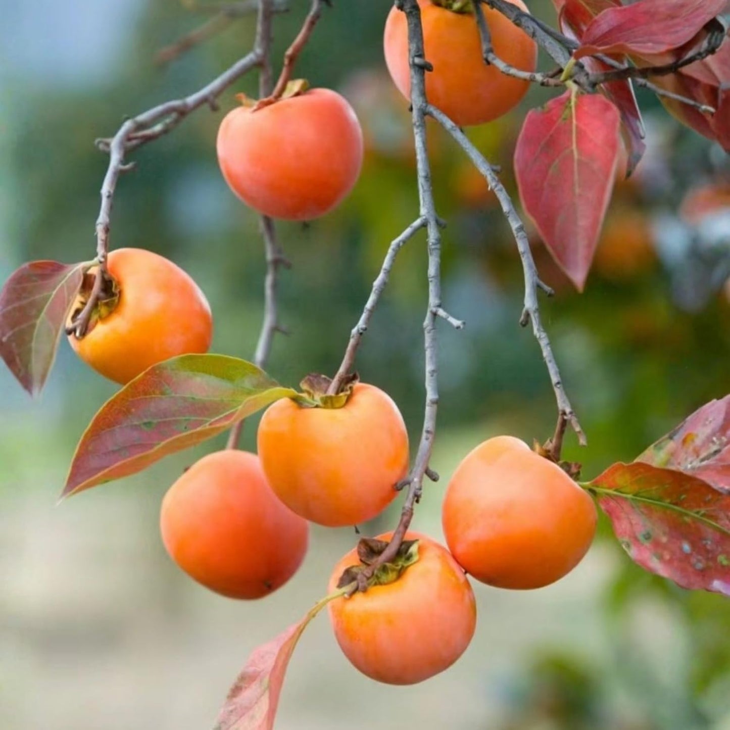 Persimmon Tree Live Plant in Quart Pot, 8-12 Inch Live Persimmon Plant, Cold Hardy Fruit Plants for Home Garden Planting