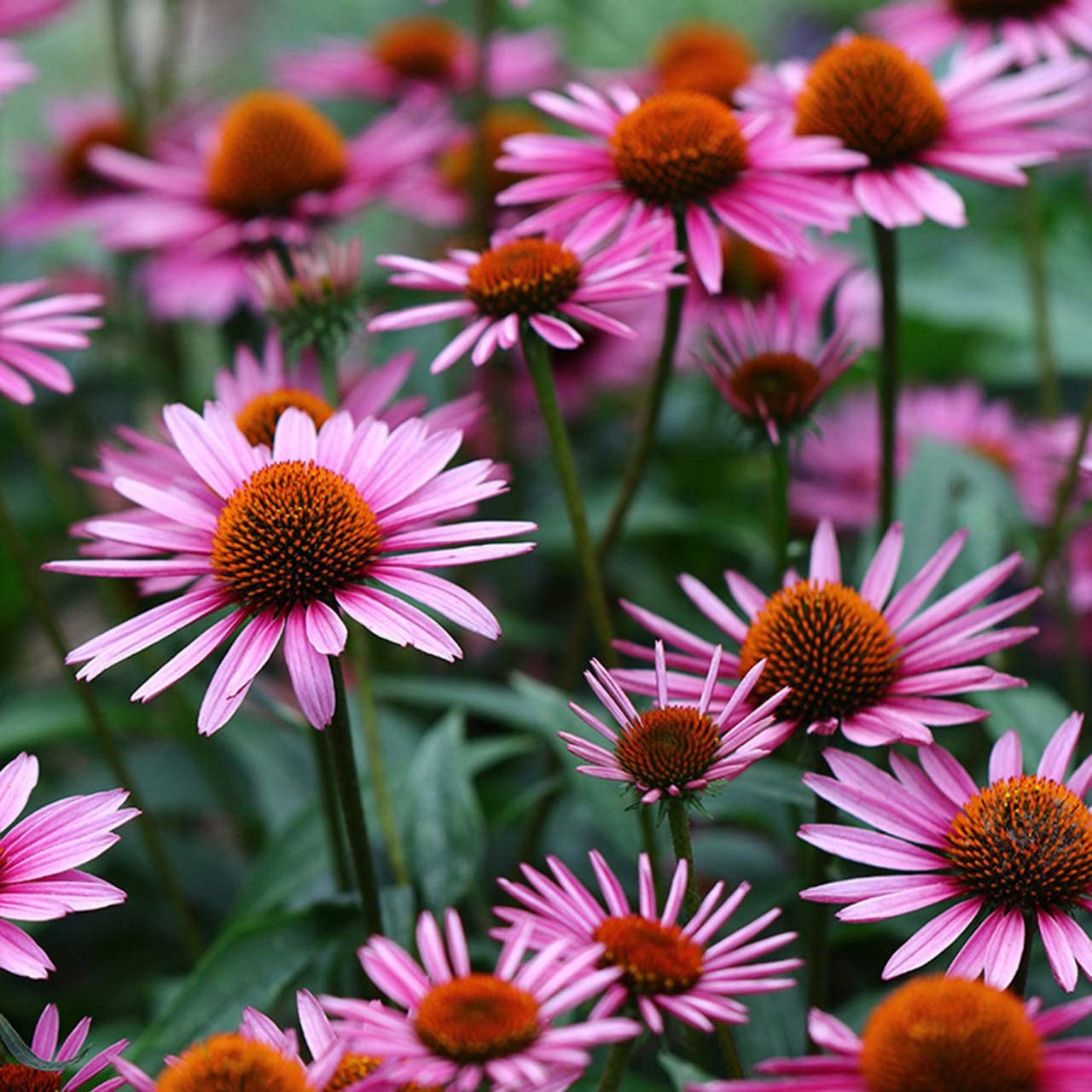 Votaniki Magnus Coneflower Bare Root - Echinacea Purpurea Flowering Root for Planting - Perennial Plant | Easy to Grow - Pink Coneflower (1 Pack)