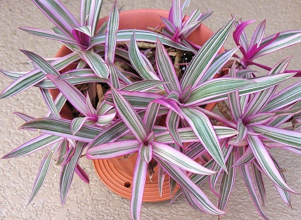 Tricolor Moses in The Cradle Plant -Rhoeo spathacea Tricolor - 2.5" Pot