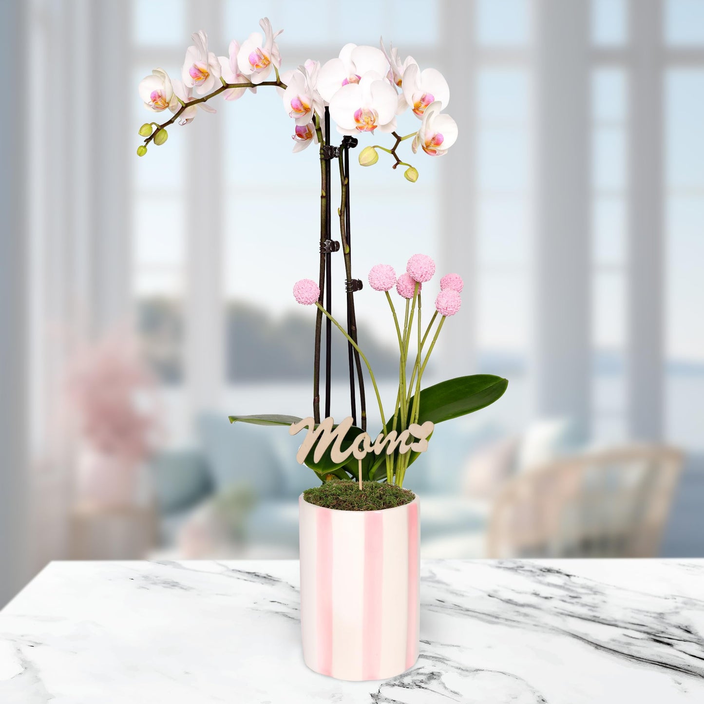 Green Circle Growers 5" White with Pink Orchid with Mom Pick and Billy Balls, Living Indoor Plants, House Plant