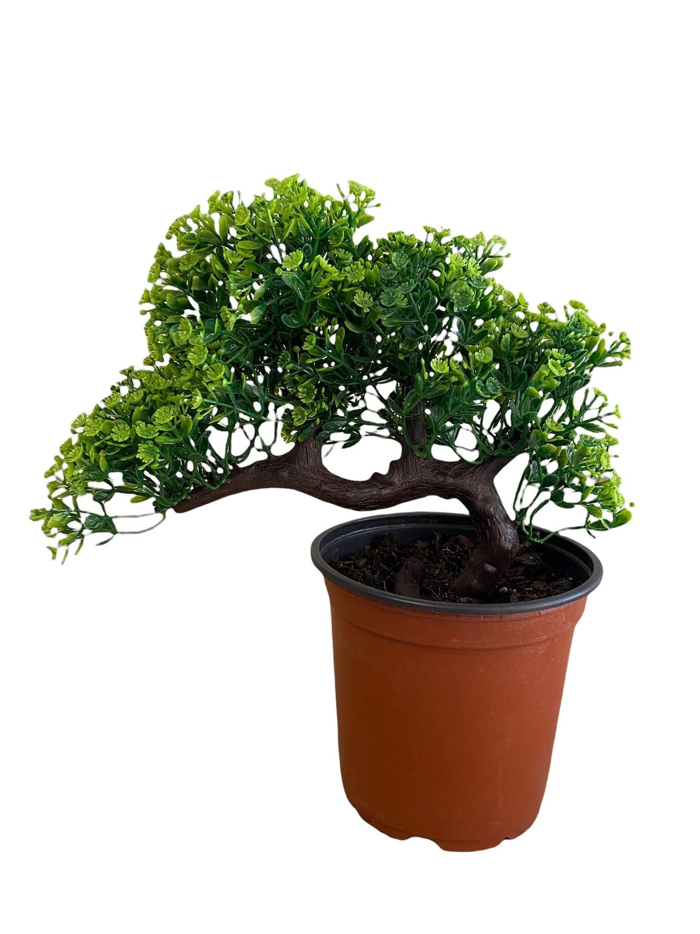 Pixies Gardens Gorgeous Sideways Bonsai with Very Attractive Pot Default Title