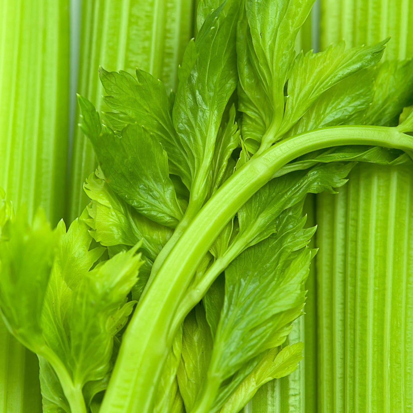 Clovers Garden Celery Tango Plants - Two (2) Live Plants – Non-GMO - Not Seeds - Each 4" to 8" Tall – in 4" Inch Pots - Heat Tolerant, High Yield, Fast Growing