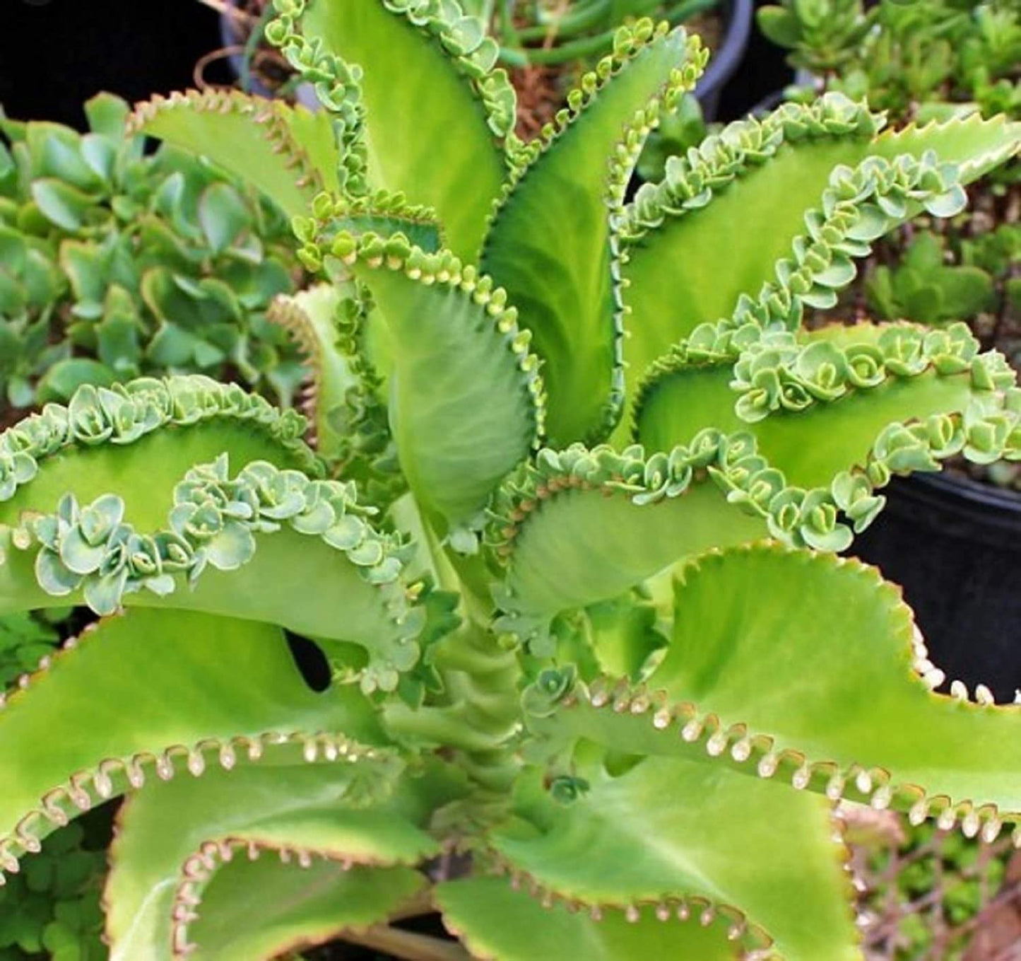 5 Mother of Thousands Kalanchoe daigremontiana~Mexican hat Plant Succulent