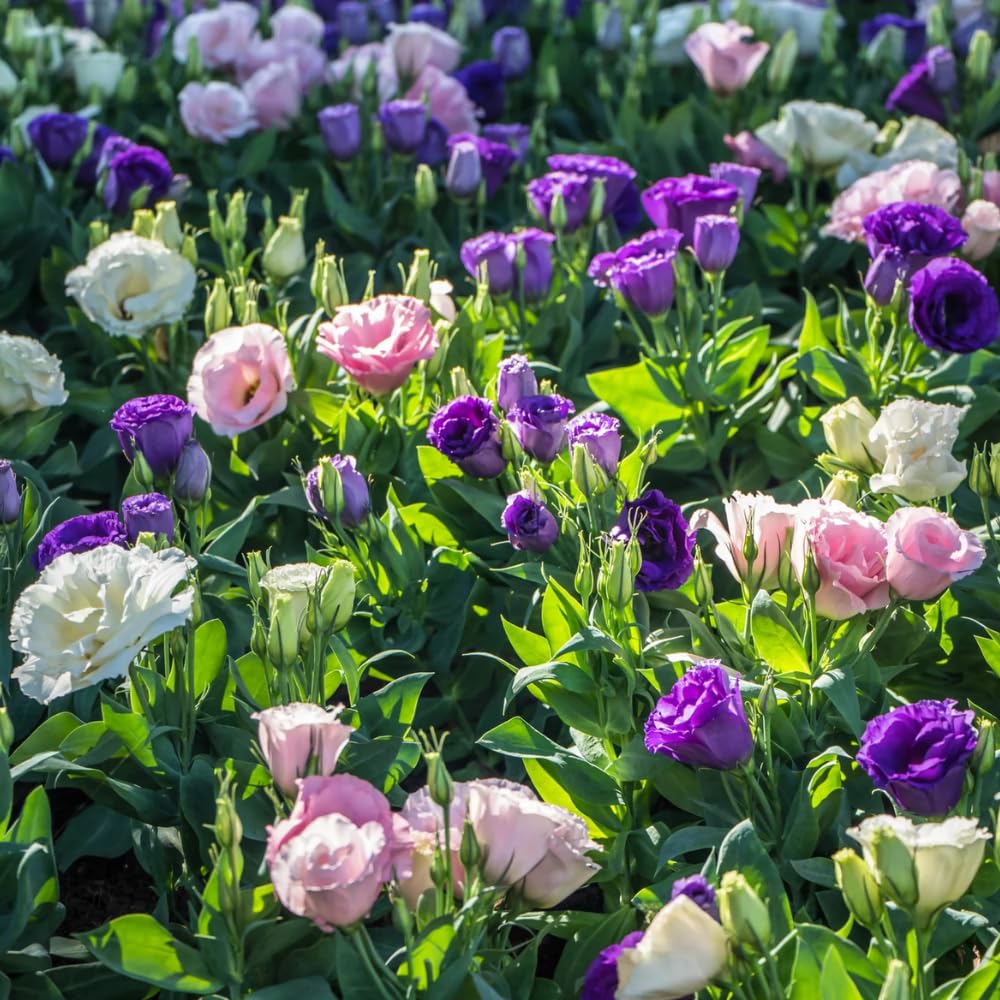 2 Eustoma Lisianthus Live Plants, Lisianthus Flowers Seedlings, 2-3 Inch Tall Well-Rooted Plug, Lisianthus Plants (Mix Lisianthus)