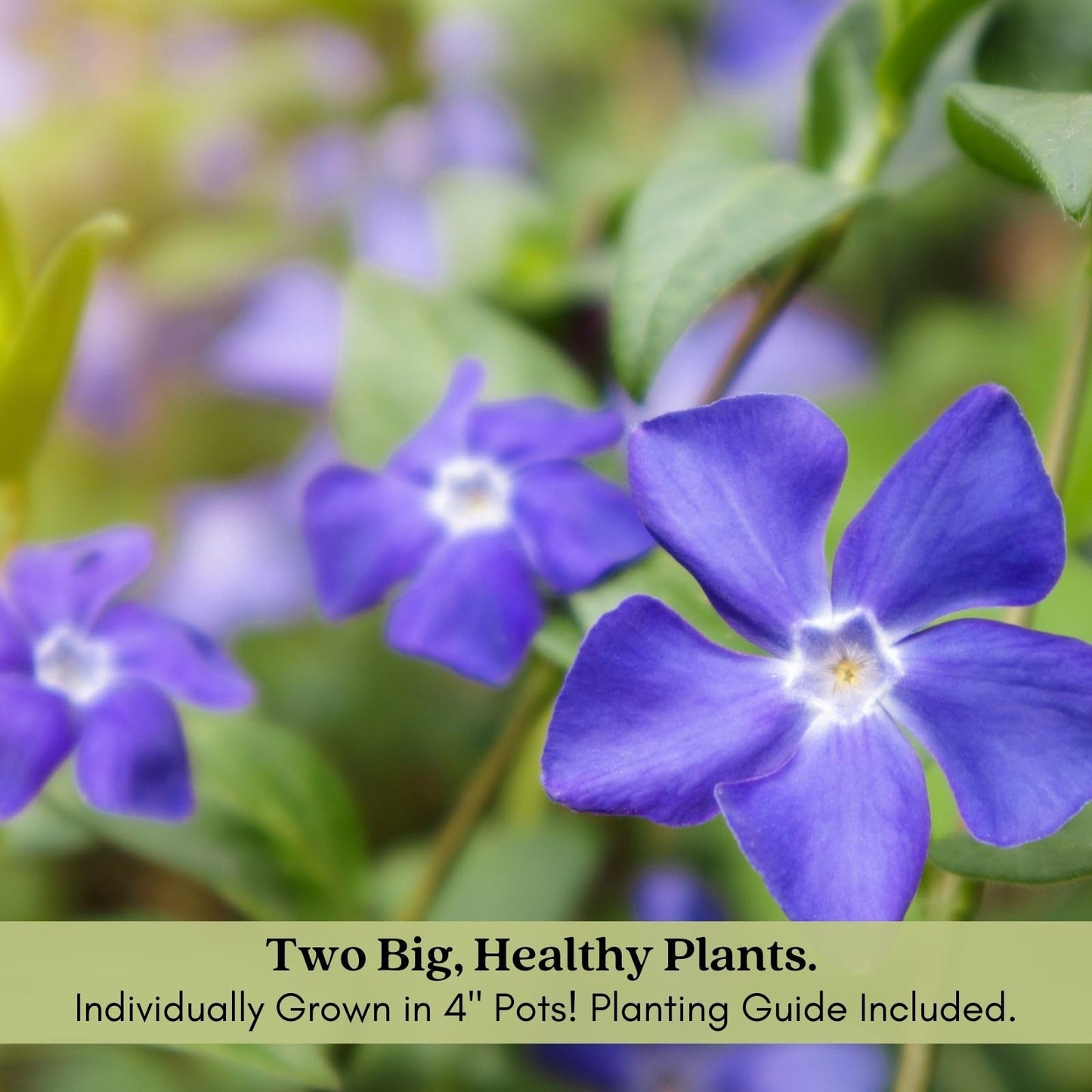 Clovers Garden Creeping Myrtle Periwinkle Plants - Two (2) Live Plants - Non-GMO - Each 4" to 8" Tall - in 4" Pots - Vinca Minor Perennial Ground Cover, Deer Resistant