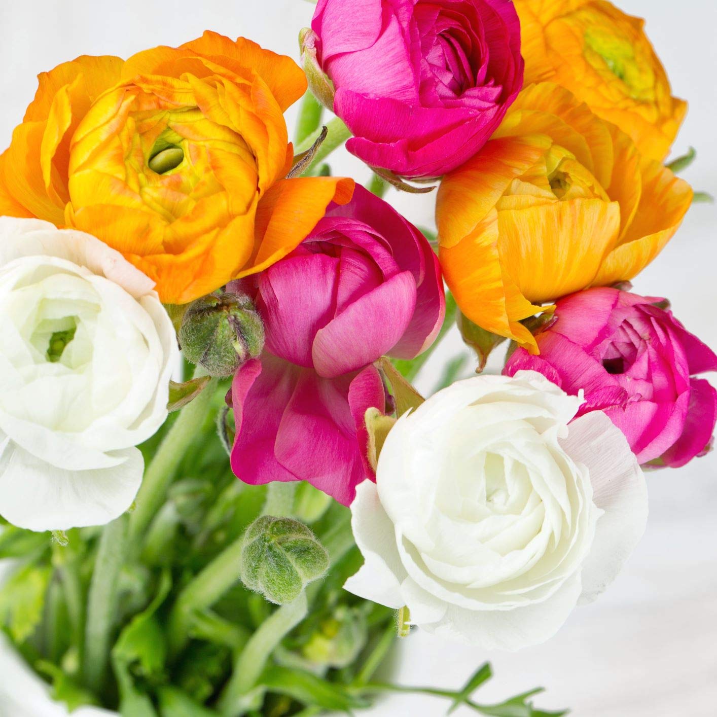 Easy to Grow Ranunculus Tecolote Spring Fever Collection 30 Plant Bulbs - Spring Orange Pink & White Blooms in Sun, Carlsbad Flower Fields, Great for Cutting