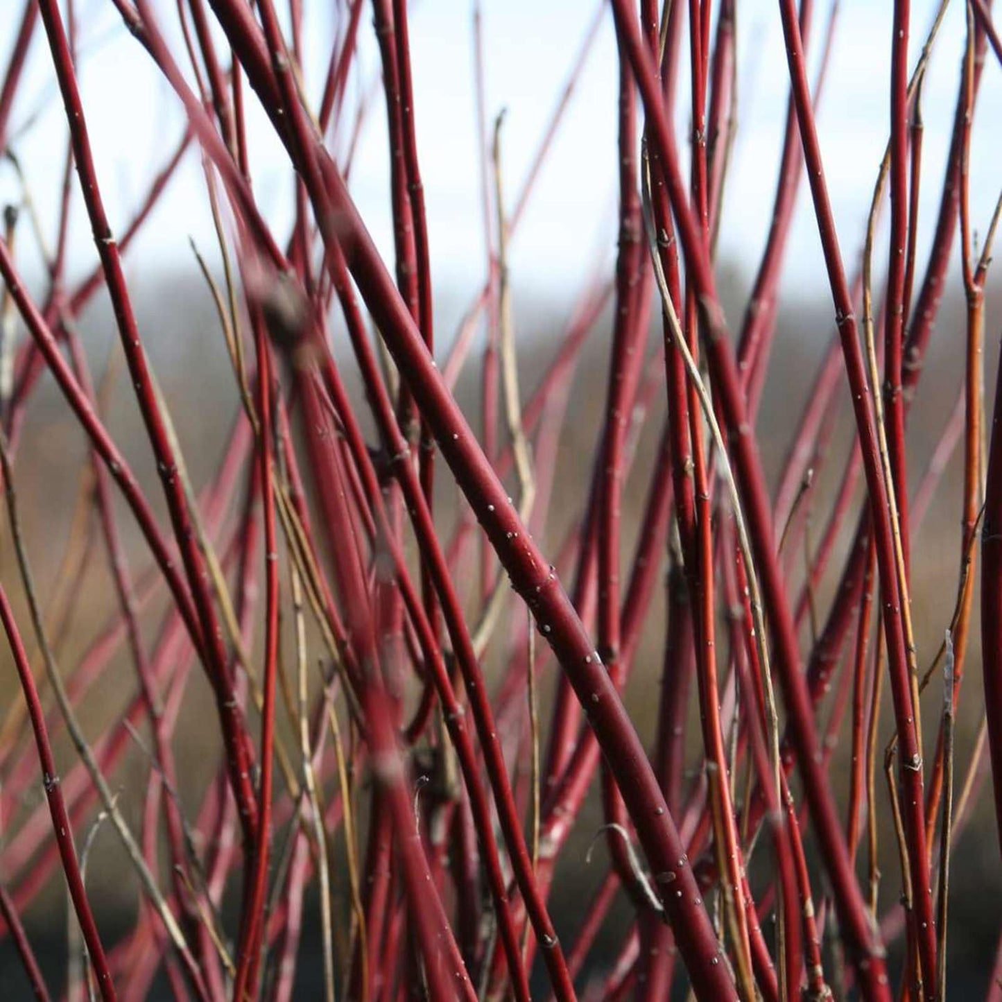 Proven Winners Arctic Fire Red Dogwood (Cornus stolonifera) Live Plant, 4.5" Qt, 4 Pack