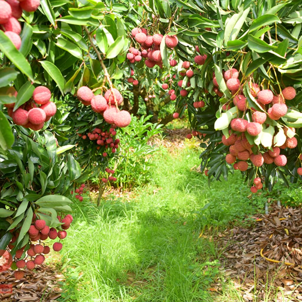 Mauritius Lychee Tree for Planting | 2.5–3 Ft Live Potted Tropical Fruit Tree | Sweet Juicy Lychee Fruit for Home Gardens, Patios & Containers | No Ship to CA,HI,AK