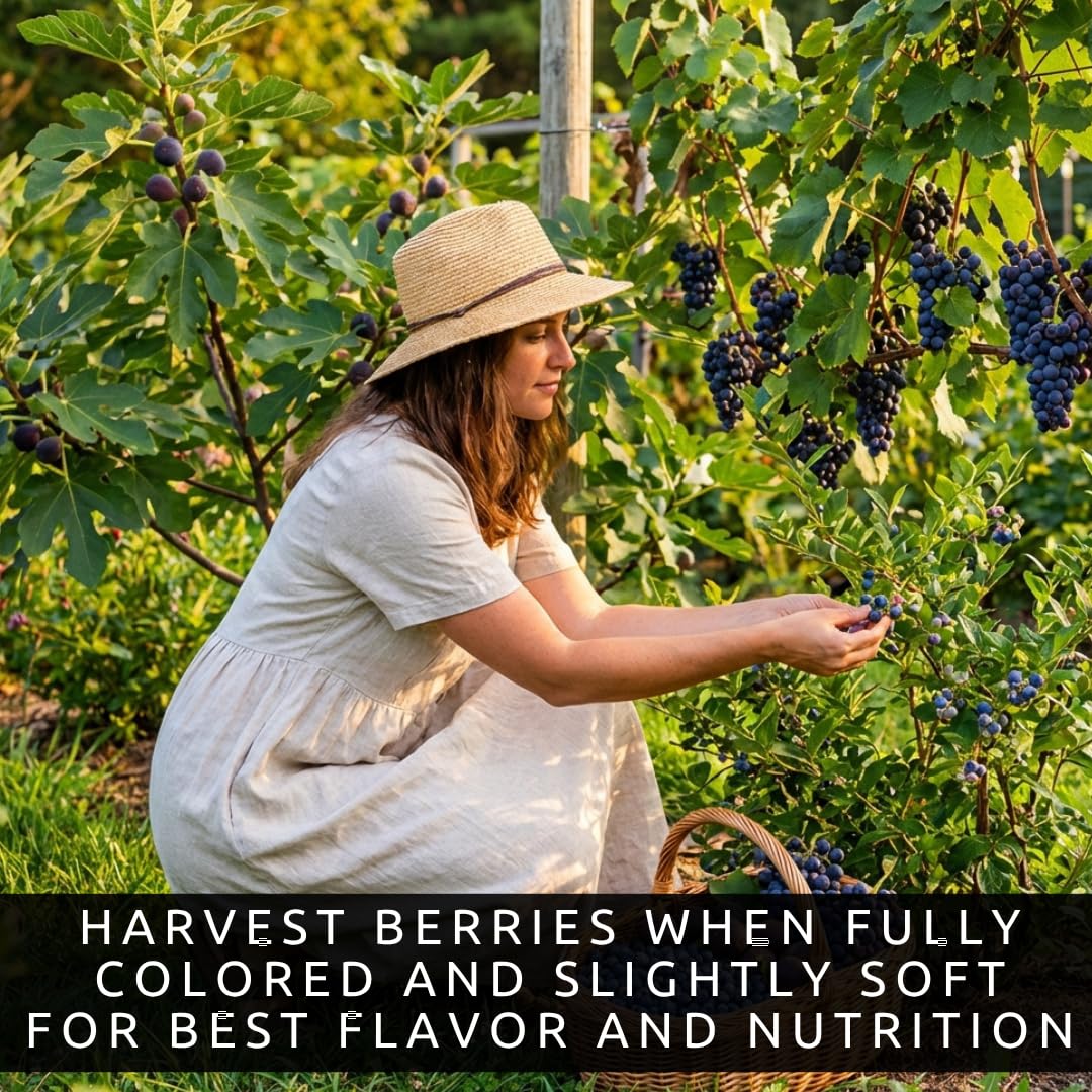 Blue Fruits Bundle - One Live Plant of Each - Bluecrop Blueberry, Mission Fig, Concord Grape - Ship Bare Root (3 Live Fruit Bush Plants) - Easy Grow Edible Fruit Trees and Vines Starter Kit