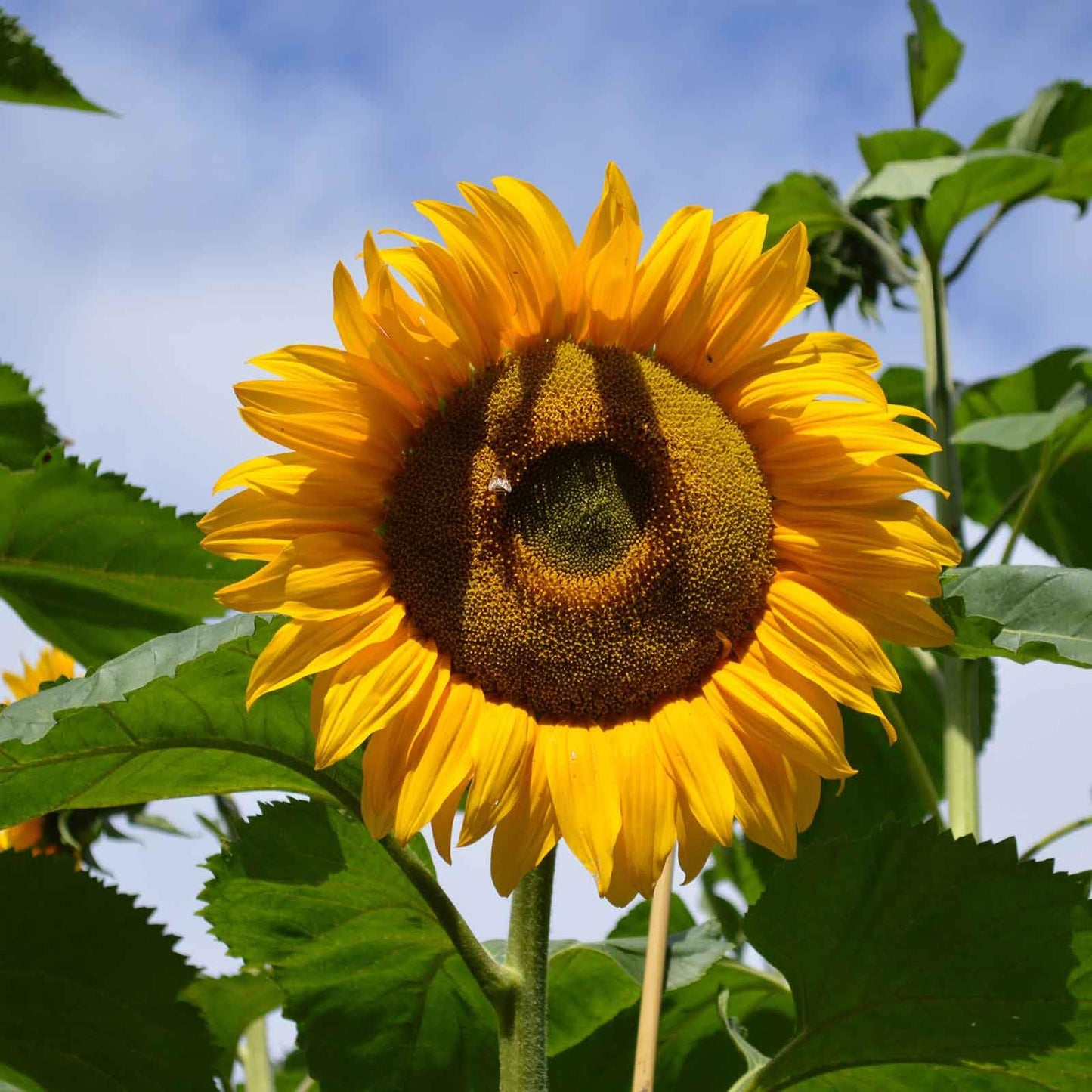 Eden Brothers Sunflower Seeds (Organic) - Mammoth Grey-Stripe
