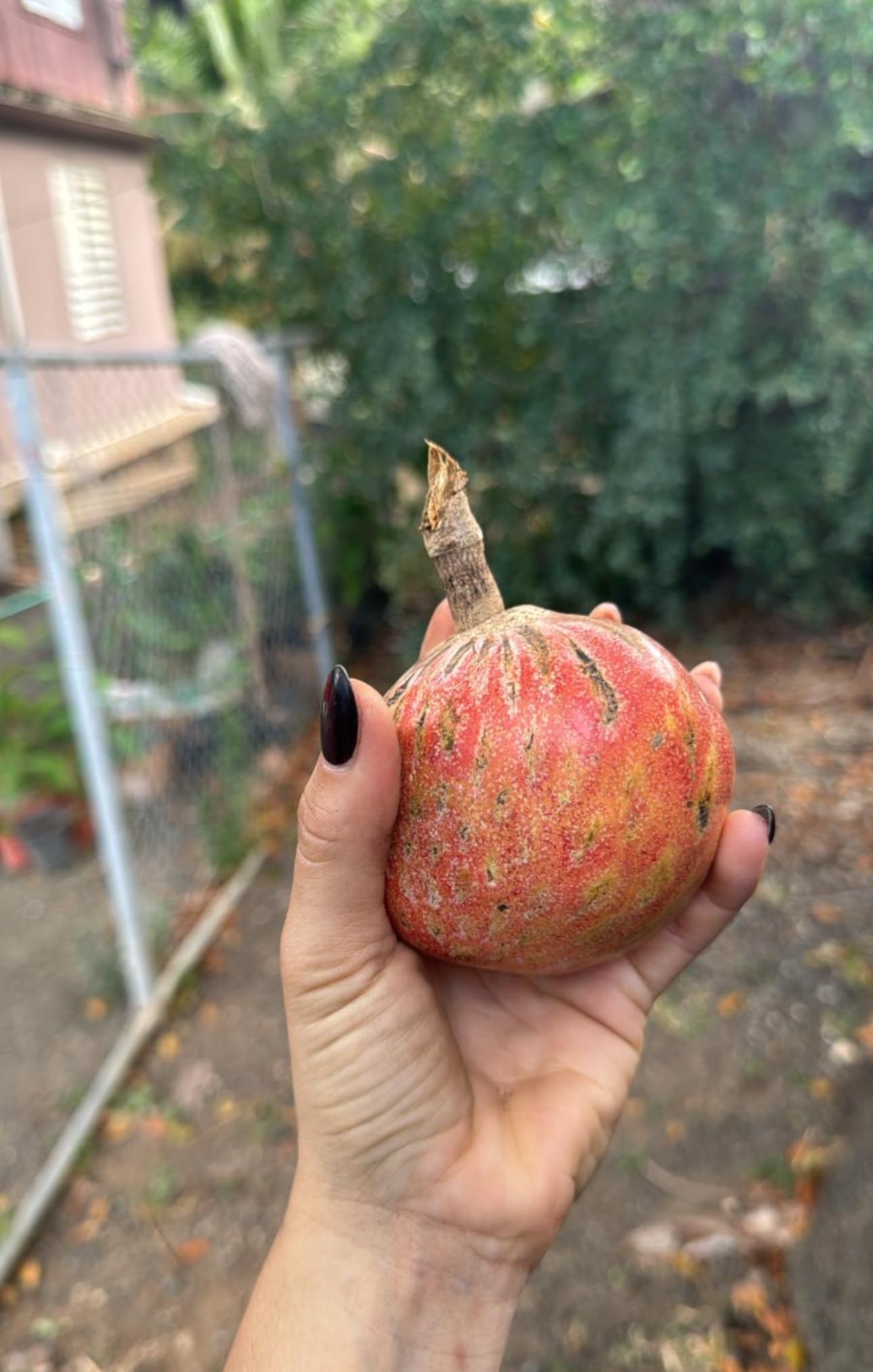 Custard Apple (Annona squamosa) Live Fruit Tree Arbol vivo Perfect for Garden