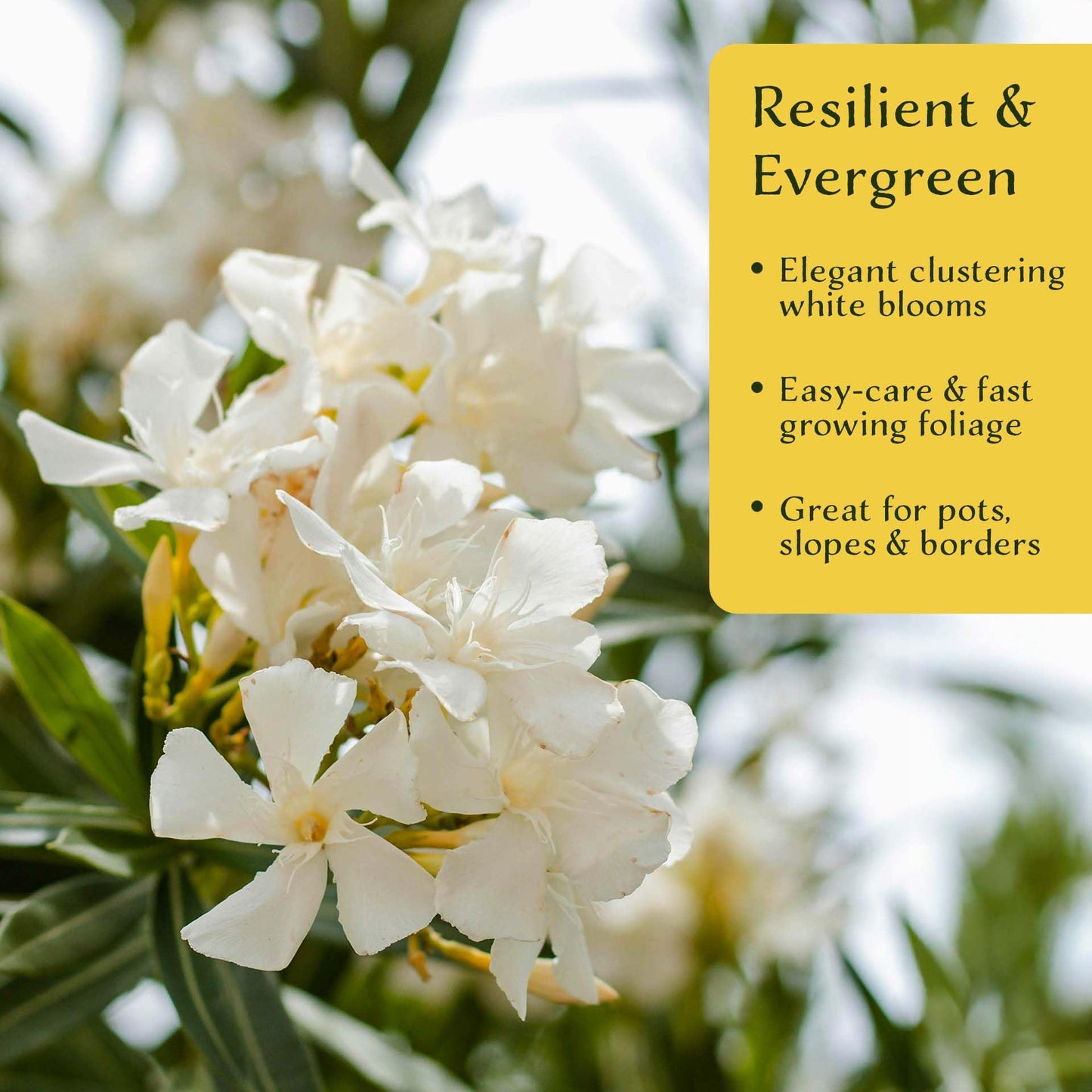 3 White Oleander (Nerium Oleander ‘Sister Agnes’) | Fast-Growing Evergreen Flowering Shrub with Pure White Blooms and Dense Green Foliage | 2.5” Nursery Cubes, Ready-to-Plant Live Starter Plants
