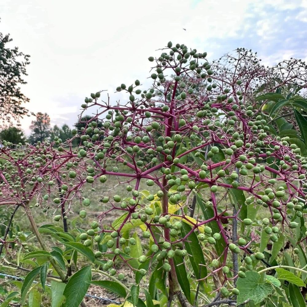 Sweet Black Elderberry Plants Live for Growing 2 to 3ft Tall, Black Elderberry Bush Live Plants, Elderberries Fruits Trees