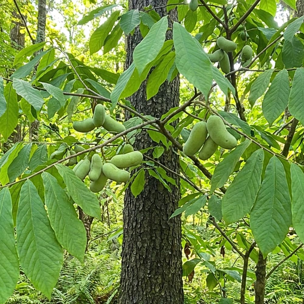 Set 2 Pawpaw Bareroots Live Plant 12-18 Inches Tall, Pawpaw Tree, Asimina Triloba Fruit Tree, Cold Hardy for Outdoor Gardening