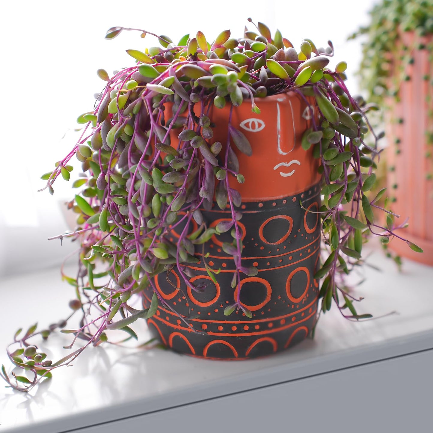 Sprout N Green Ruby Necklace, Othonna capensis L.H.Bailey Live Succulent Rooted in 4" Pot, Purple Hanging Trailing Plant for Home Office Wedding Decoration DIY Project Party Favor, Pet Friendly
