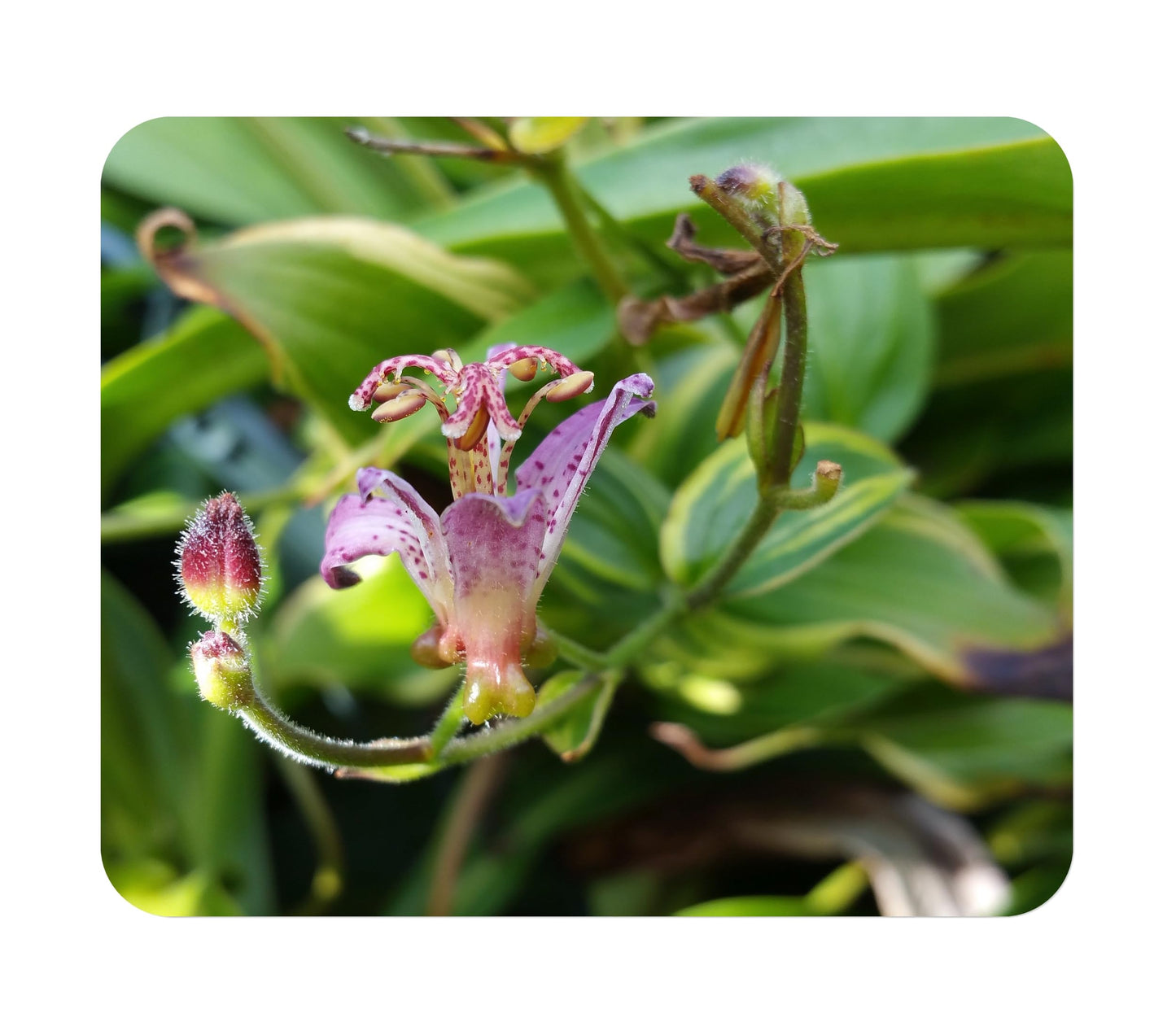 Toad Lily Variegated - Tricyrtis 'Samurai' - Live Tropical Plant - Tiny Purple Orchid Flower - Emerald Goddess Gardens - Starter Sz 4 Inch Pot