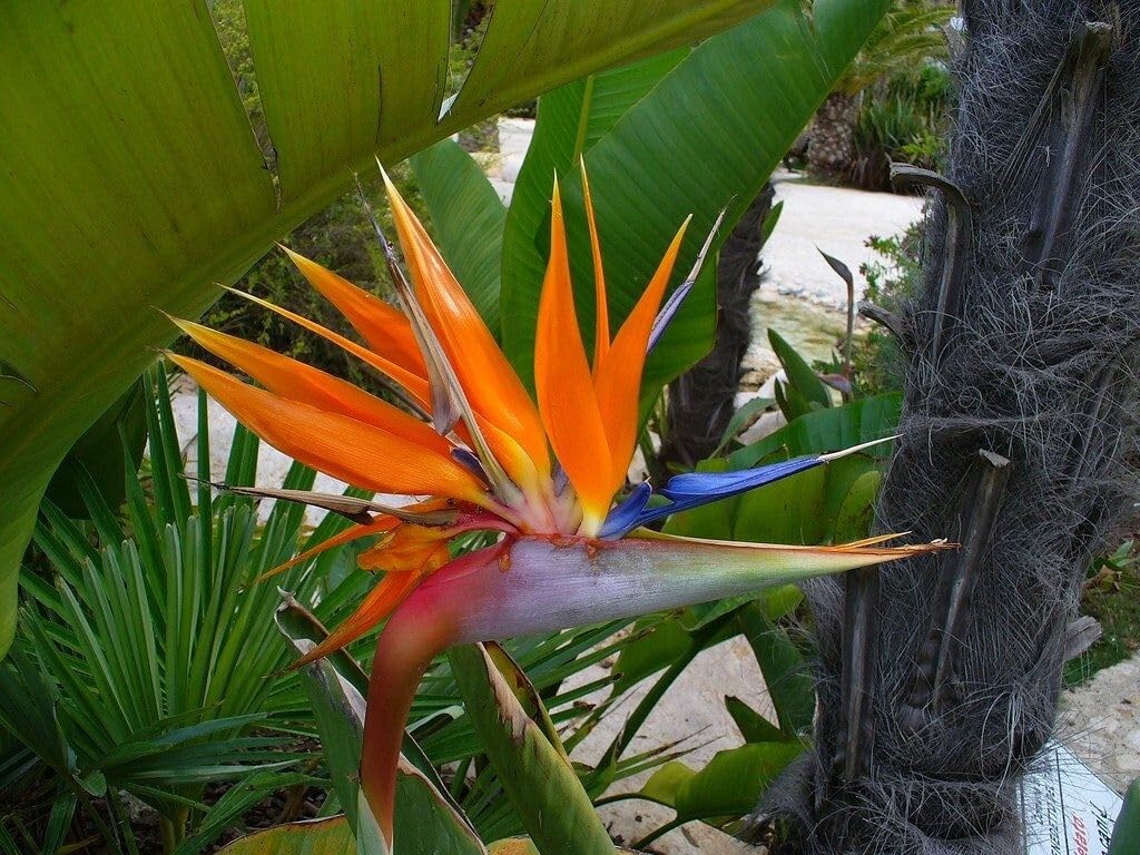 Live Plant - Orange Bird of Paradisestrelitzia Reginaerooted Plant10-12 Inches Tall