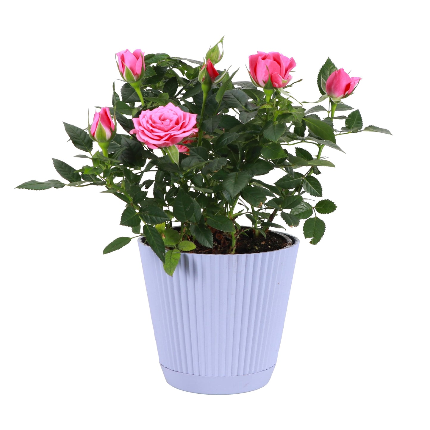 Thorsen's Greenhouse Mini Rose Bush, Spring Blooming Live Plant, Suprise Bloom Color, Gift for Mom, 4" Diameter Plant (Lavender)