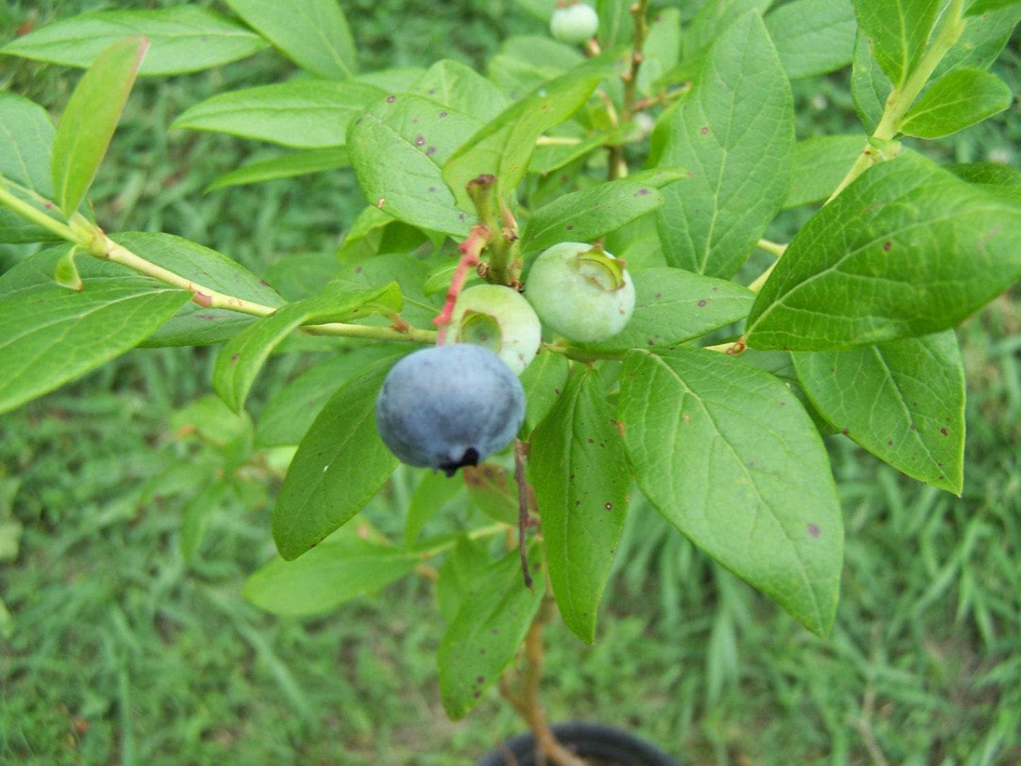 Live Plant - 5 Duke Blueberry Bushes/Shrubs - 10-12" Tall - 2 Year Old Plants