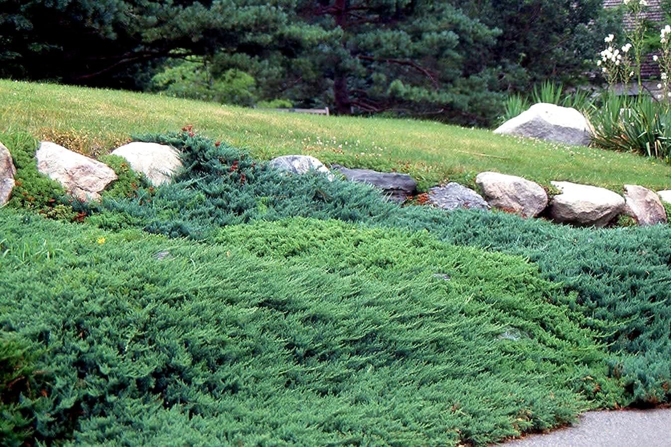 Juniper Andorra Compacta | 3 Live 4 Inch Pots | Juniperus horizontalis ‘Andorra Compacta’ | Low-Growing Evergreen Ground Cover | Drought-Tolerant Landscaping Plants