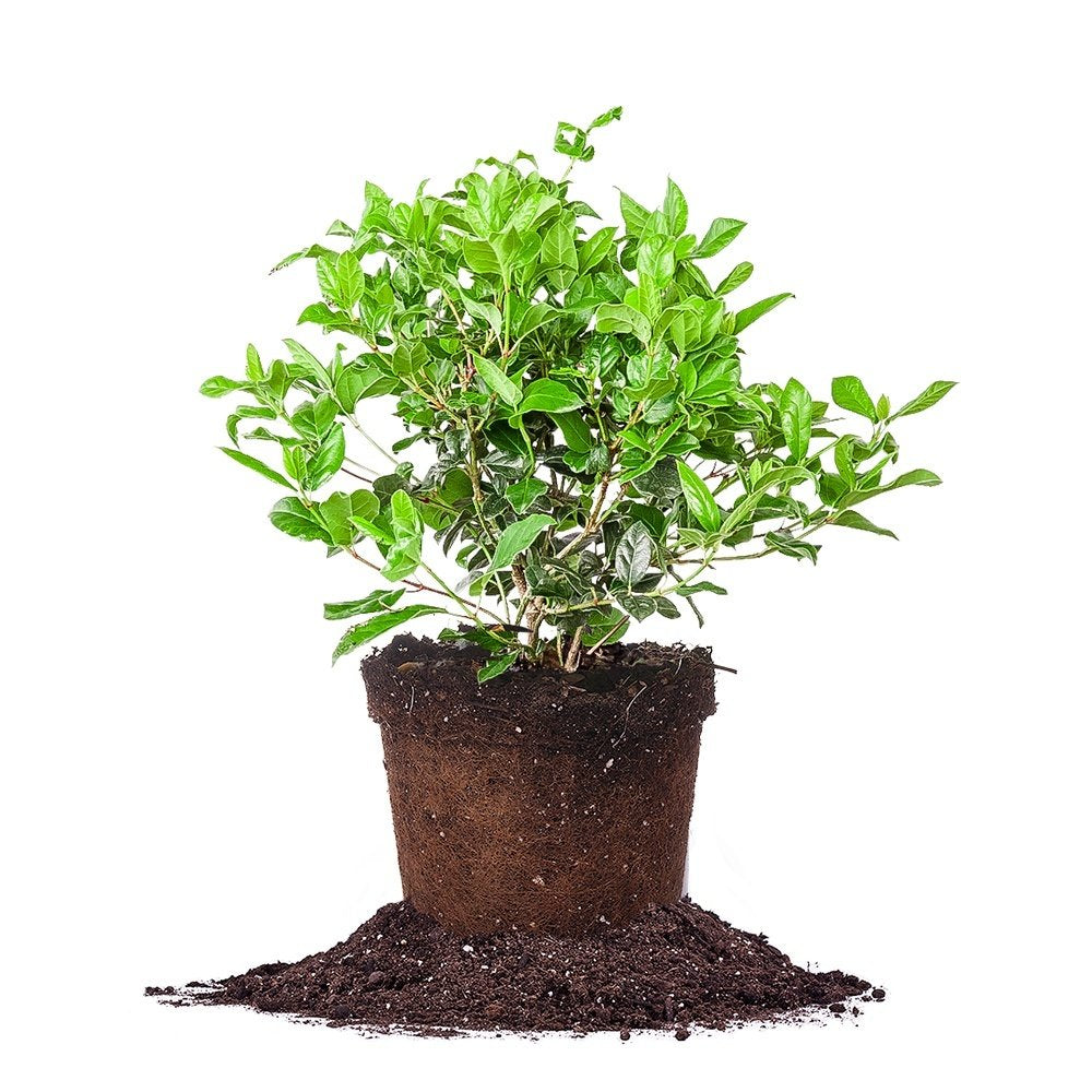 Spring Bouquet Viburnum 3 Gallon