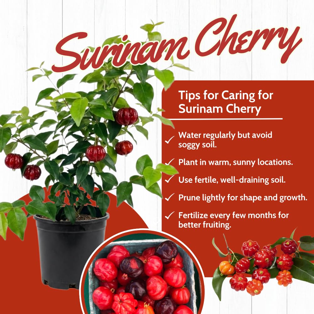Cherry Plant Live 4-8 Inch, Edible, Sweet, High Yielding Fruit Tree, Container and Garden Planting, No Pot (Surinam Cherry)
