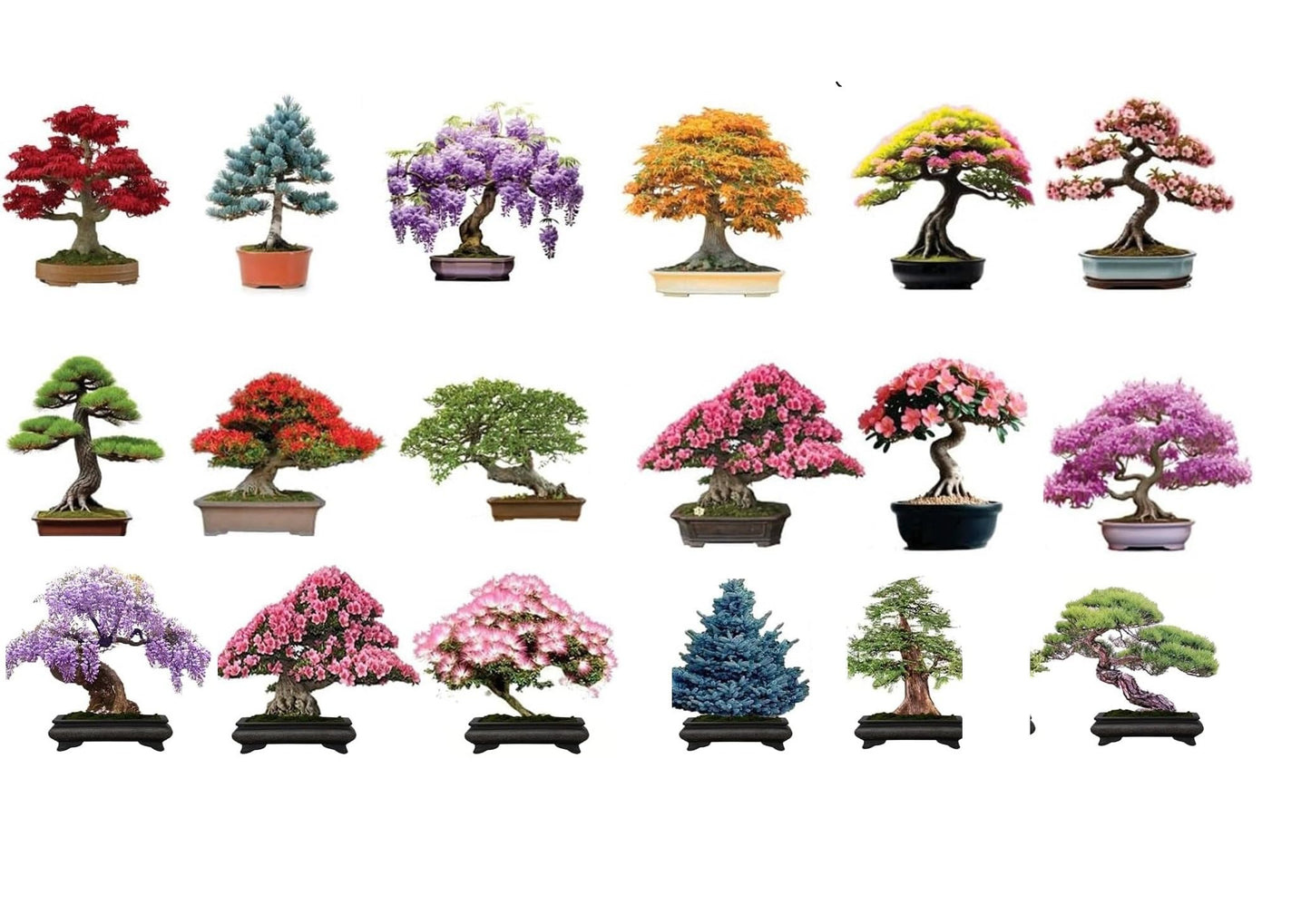 6 Types of Bonsai Tree Seeds for Planting - Pick from 3 Kits or Get Them All (Kit 4 - All 18 Types)