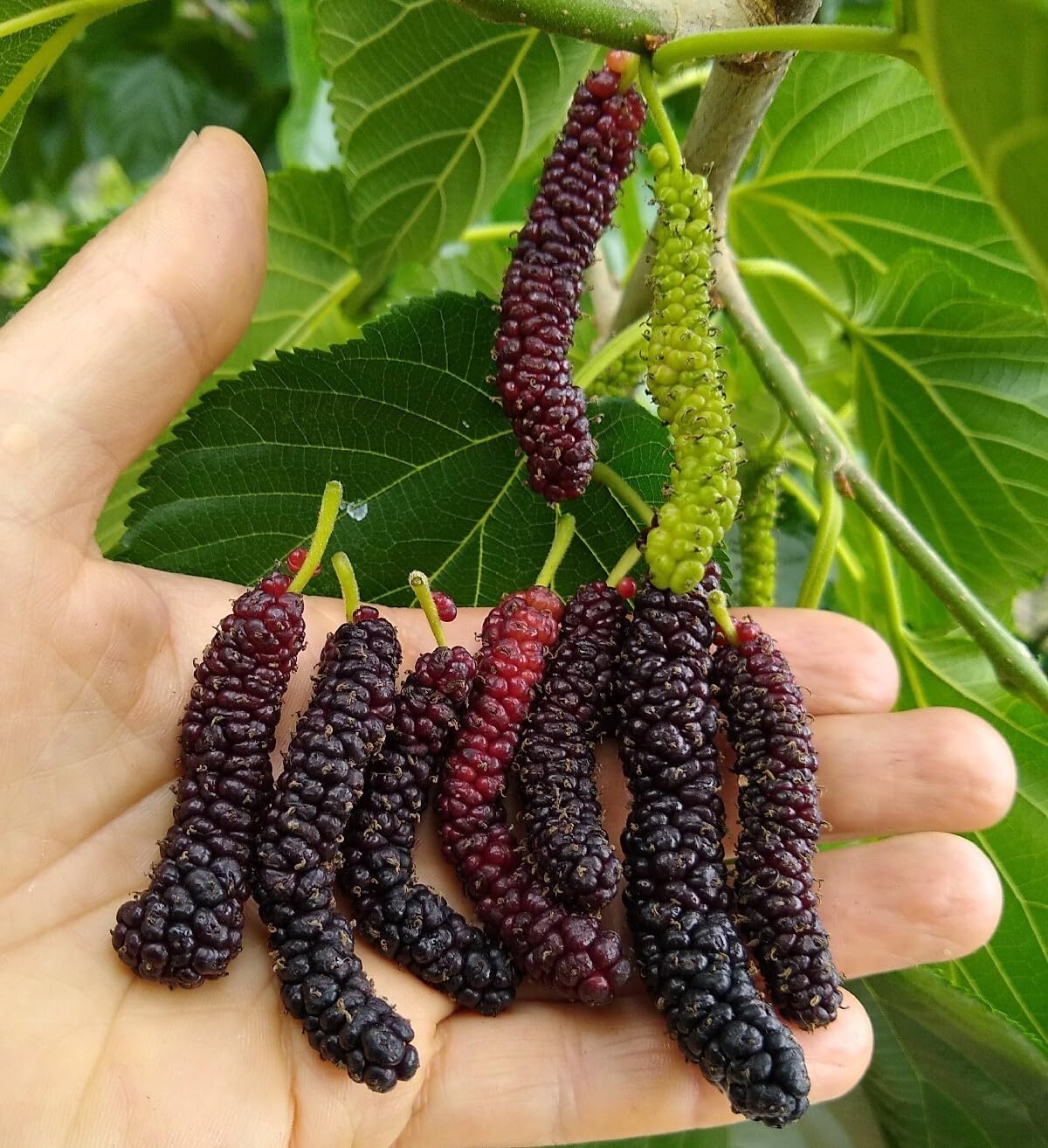 Live Plant - Dwarf Everbearing Mulberry Tree-Starter Plant- Morus nigra Plant Edible Fruit