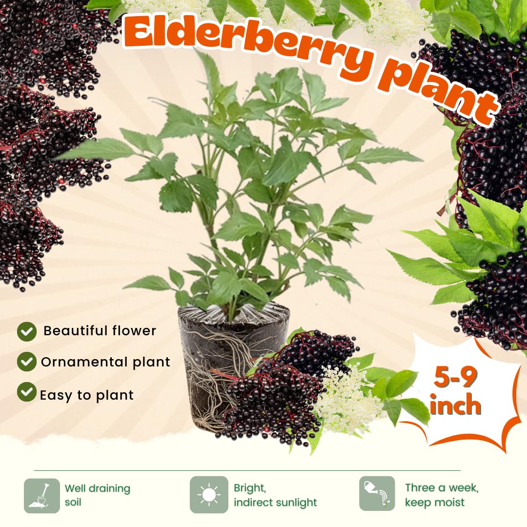 4 Black Elderberry Bushes Trees Plants Live for Planting, 5-9", American Elderberry Cold Hardy for Outdoor Growing