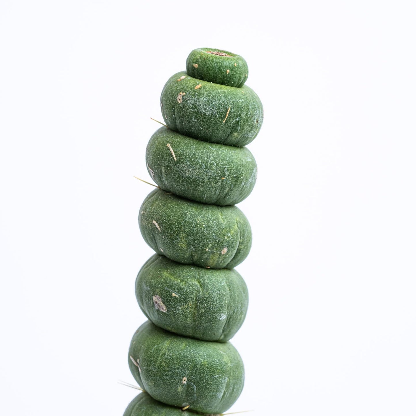 Eulychnia Castanea Spiralis - Unicorn Horn Live Rare Unique Cactus Plant (8'')