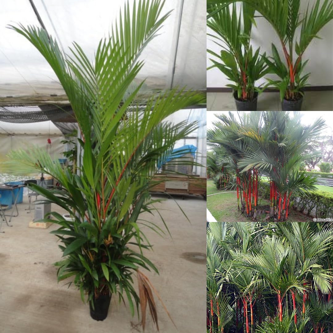 Live Palm Tree Plant in 3 Gallon Pot, Large Fully Rooted Size, Ready to Plant for Home Décor Indoor Outdoor Landscape, Rare Palm Trees, Red Lipstick Palm